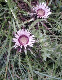 Carline Thistle carlina sp